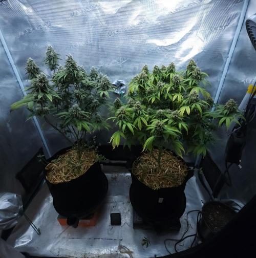 Butterbean Birdseed - Fast Flowering LSO. Week 16 - 05/19/26