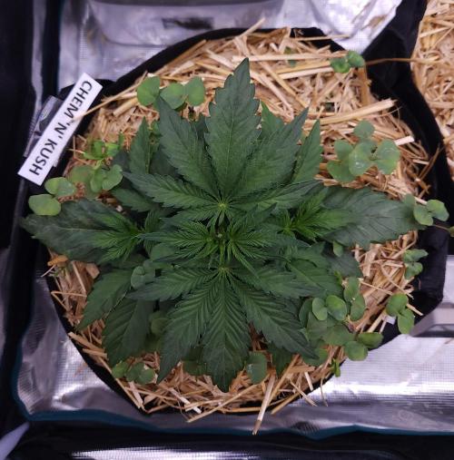 Night Owl LSO/Organics !. Week 3 - Chem 'N' Kush (Day 20)