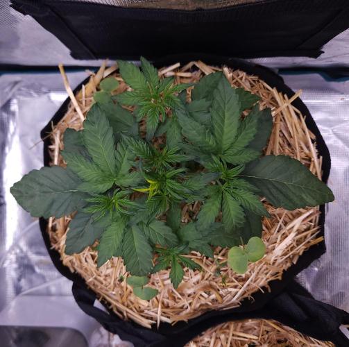 Night Owl LSO/Organics !. Week 3 - Instant Classik (Day 20)