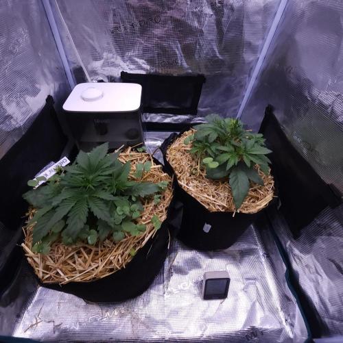Night Owl LSO/Organics !. Week 3 - 05/20/26