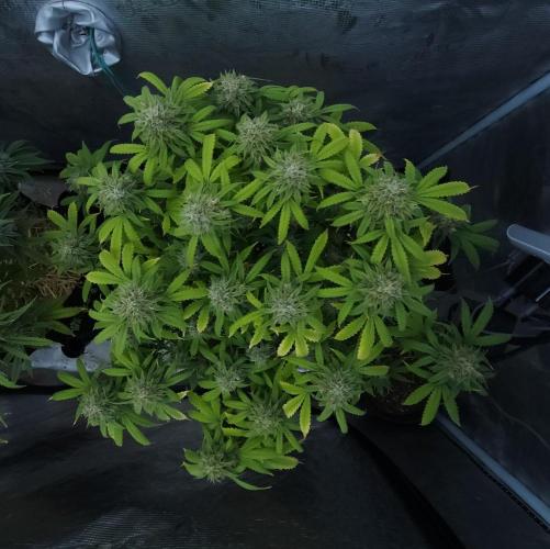 Butterbean Birdseed - Fast Flowering LSO. Week 16 - UBC Chemo (Day 115)