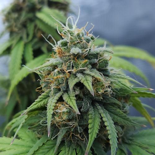 Butterbean Birdseed - Fast Flowering LSO. Week 16 - UBC Chemo (Day 115)