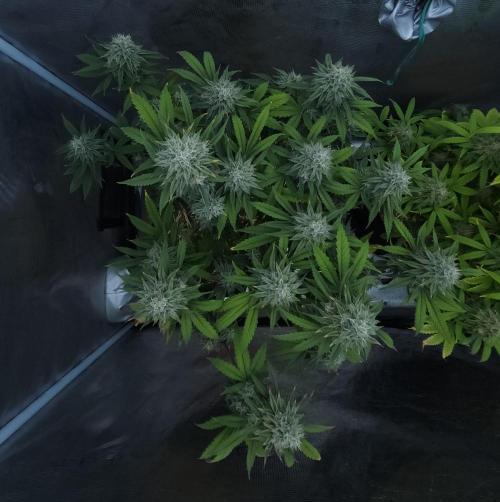 Butterbean Birdseed - Fast Flowering LSO. Week 16 - Faster Master (Day 106)
