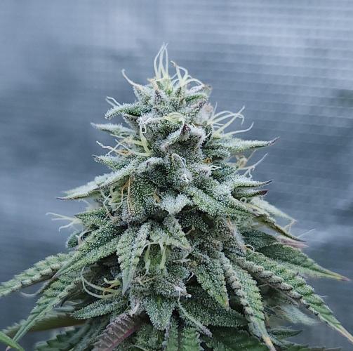 Butterbean Birdseed - Fast Flowering LSO. Week 16 - Faster Master (Day 106)

