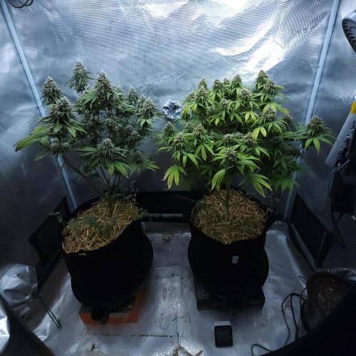 Butterbean Birdseed - Fast Flowering LSO. Week 16 - 05/20/26
