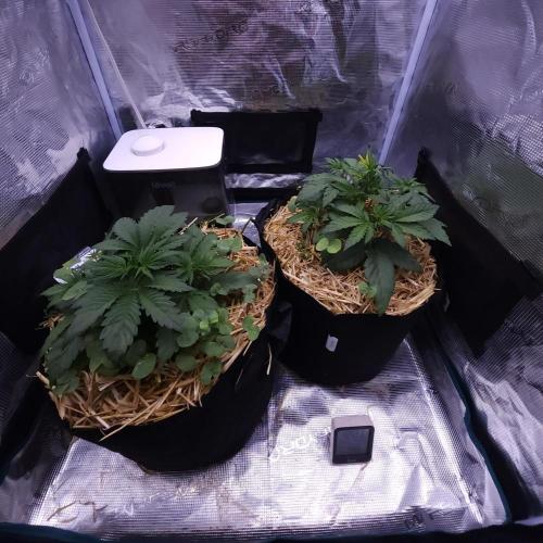 Night Owl LSO/Organics !. Week 3 - 05/21/26