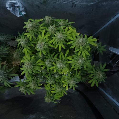 Butterbean Birdseed - Fast Flowering LSO. Week 16 - UBC Chemo (Day 116)