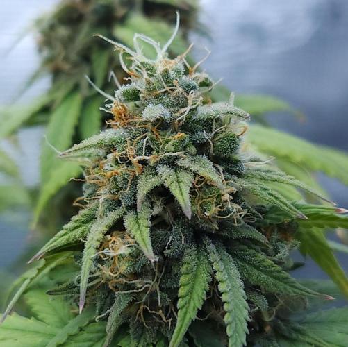 Butterbean Birdseed - Fast Flowering LSO. Week 16 - UBC Chemo (Day 116)