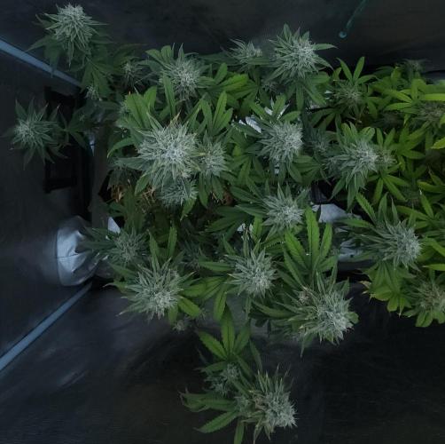 Butterbean Birdseed - Fast Flowering LSO. Week 16 - Faster Master (Day 107)
