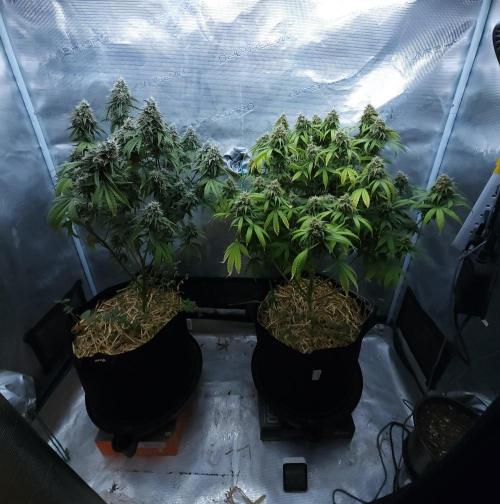 Butterbean Birdseed - Fast Flowering LSO. Week 16 - 05/21/26