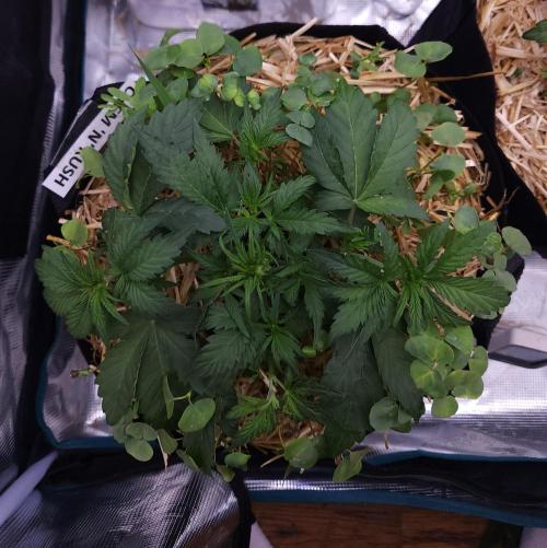 Night Owl LSO/Organics !. Week 4 - Chem 'N' Kush (Day 22)