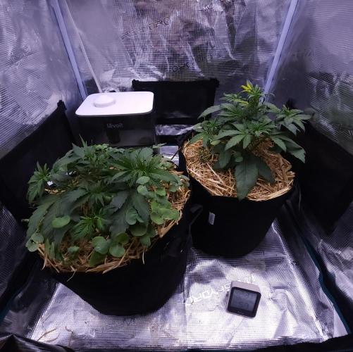 Night Owl LSO/Organics !. Week 4 - 05/22/26