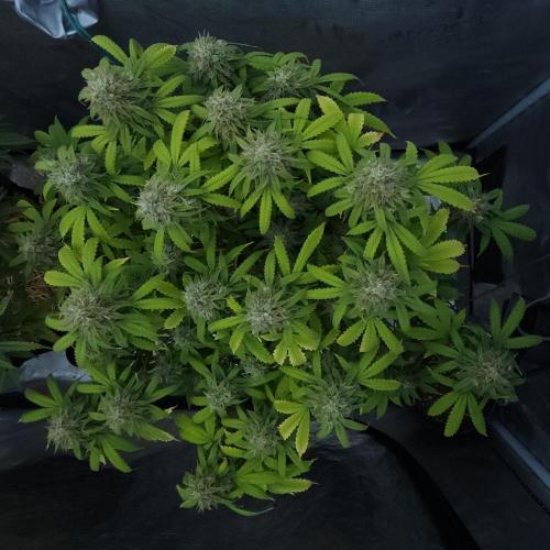 Butterbean Birdseed - Fast Flowering LSO. Week 16 - UBC Chemo (Day 117)