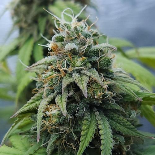 Butterbean Birdseed - Fast Flowering LSO. Week 16 - UBC Chemo (Day 117)