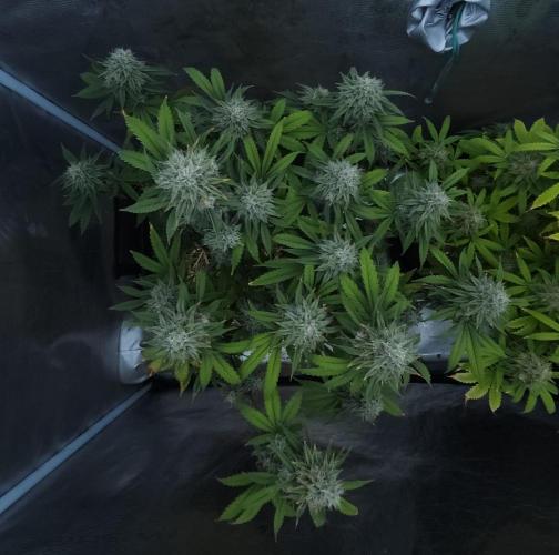 Butterbean Birdseed - Fast Flowering LSO. Week 16 - Faster Master (Day 108)
