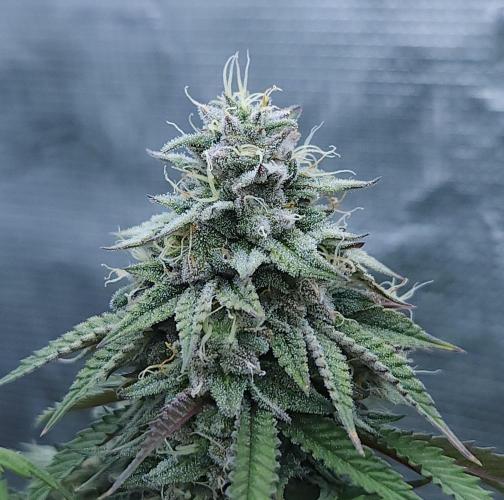 Butterbean Birdseed - Fast Flowering LSO. Week 16 - Faster Master (Day 108)
