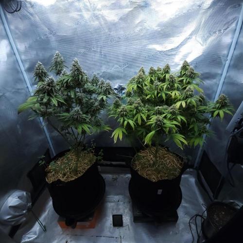 Butterbean Birdseed - Fast Flowering LSO. Week 16 - 05/22/26