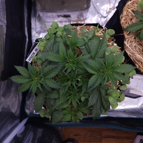Night Owl LSO/Organics !. Week 4 - Chem 'N' Kush (Day 23)