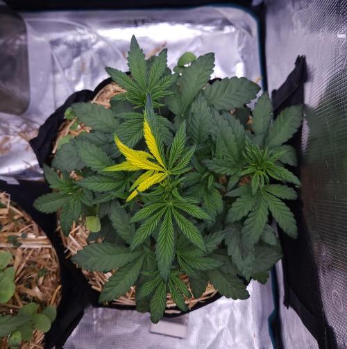 Night Owl LSO/Organics !. Week 4 - Instant Classik (Day 23)