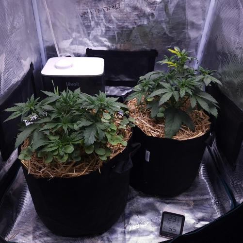 Night Owl LSO/Organics !. Week 4 - 05/23/26