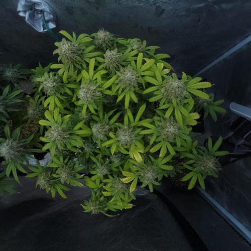 Butterbean Birdseed - Fast Flowering LSO. Week 16 - UBC Chemo (Day 118)