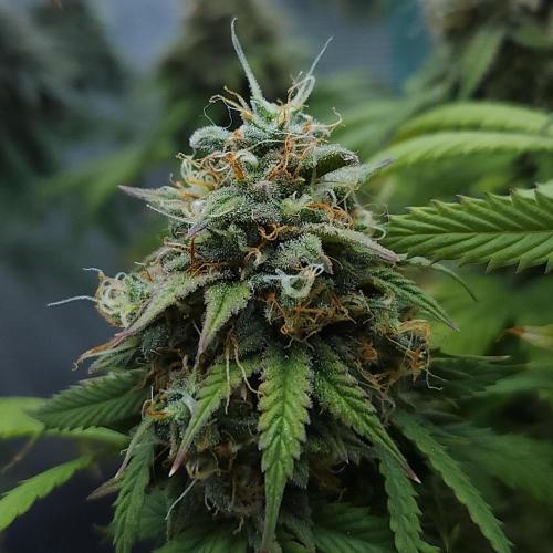 Butterbean Birdseed - Fast Flowering LSO. Week 16 - UBC Chemo (Day 118)
