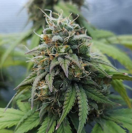Butterbean Birdseed - Fast Flowering LSO. Week 16 - UBC Chemo (Day 118)