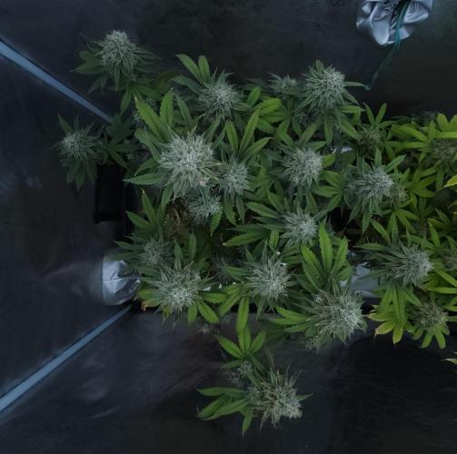 Butterbean Birdseed - Fast Flowering LSO. Week 16 - Faster Master (Day 109)