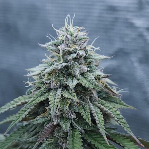 Butterbean Birdseed - Fast Flowering LSO. Week 16 - Faster Master (Day 109)