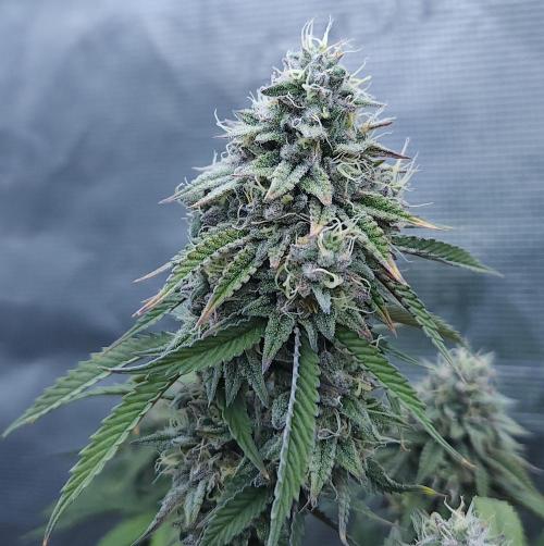 Butterbean Birdseed - Fast Flowering LSO. Week 16 - Faster Master (Day 109)
