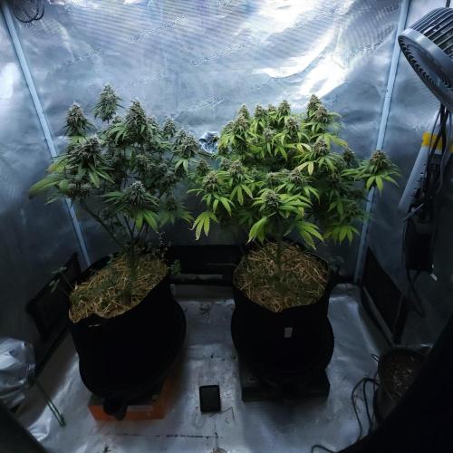 Butterbean Birdseed - Fast Flowering LSO. Week 16 - 05/23/26
