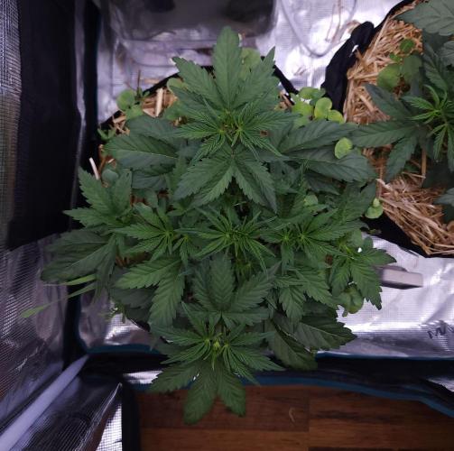 Night Owl LSO/Organics !. Week 4 - Chem 'N' Kush (Day 24)