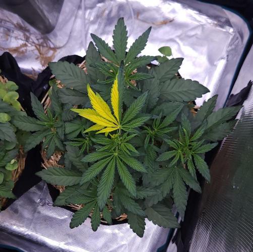 Night Owl LSO/Organics !. Week 4 - Instant Classik (Day 24)