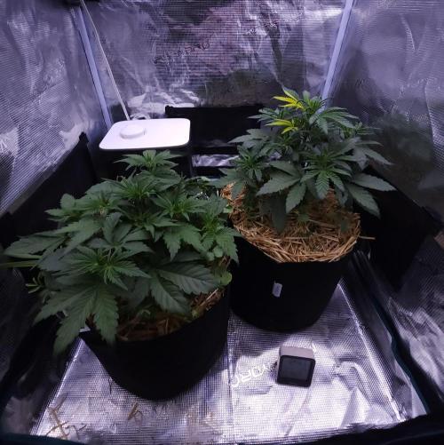 Night Owl LSO/Organics !. Week 4 - 05/24/26