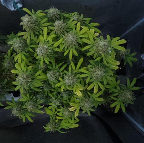Butterbean Birdseed - Fast Flowering LSO. Week 16 - UBC Chemo (Day 119)