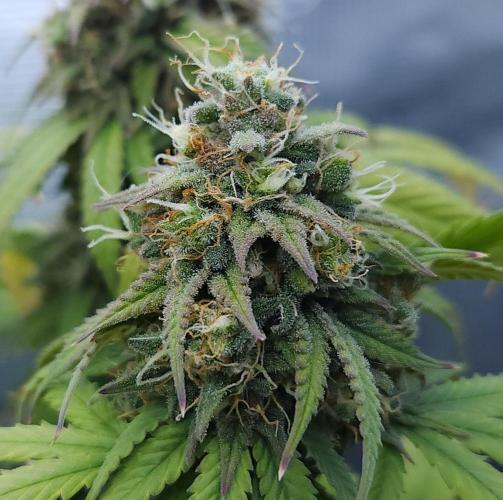 Butterbean Birdseed - Fast Flowering LSO. Week 16 - UBC Chemo (Day 119)