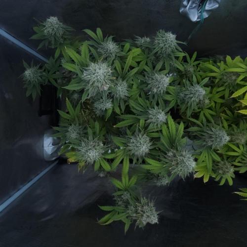 Butterbean Birdseed - Fast Flowering LSO. Week 16 - Faster Master (Day 110)
