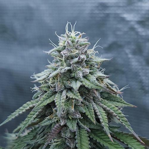 Butterbean Birdseed - Fast Flowering LSO. Week 16 - Faster Master (Day 110)