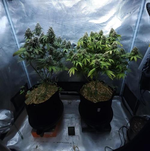 Butterbean Birdseed - Fast Flowering LSO. Week 16 - 05/24/26