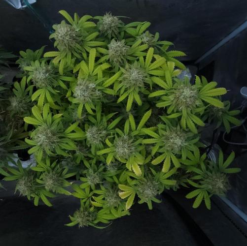 Butterbean Birdseed - Fast Flowering LSO. Week 16 - UBC Chemo (Day 120)