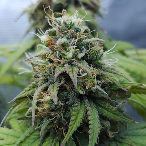 Butterbean Birdseed - Fast Flowering LSO. Week 16 - UBC Chemo (Day 120)