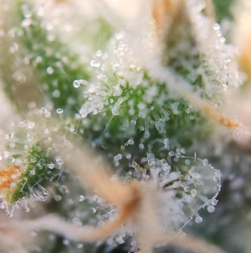 Butterbean Birdseed - Fast Flowering LSO. Week 16 - UBC Chemo (Day 120)