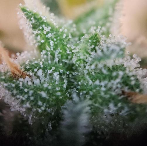 Butterbean Birdseed - Fast Flowering LSO. Week 16 - UBC Chemo (Day 120)