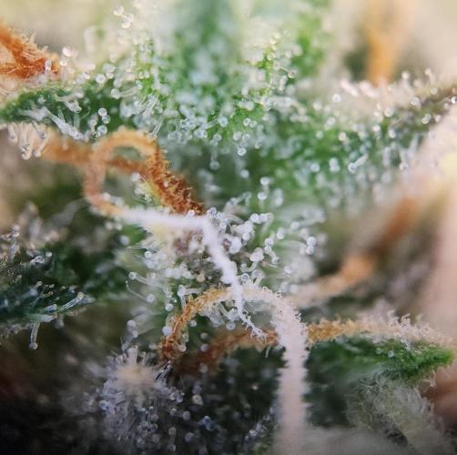 Butterbean Birdseed - Fast Flowering LSO. Week 16 - UBC Chemo (Day 120)