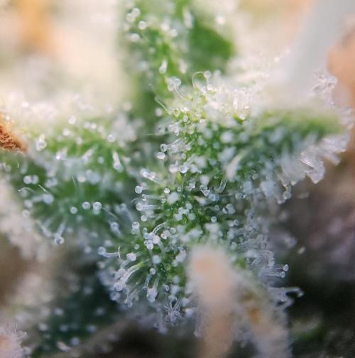 Butterbean Birdseed - Fast Flowering LSO. Week 16 - UBC Chemo (Day 120)