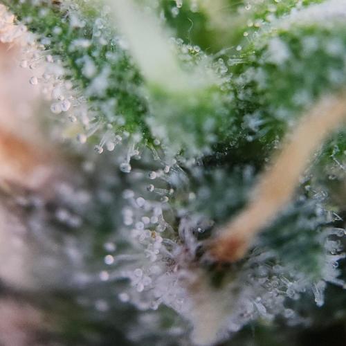 Butterbean Birdseed - Fast Flowering LSO. Week 16 - UBC Chemo (Day 120)