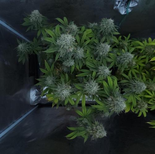 Butterbean Birdseed - Fast Flowering LSO. Week 16 - Faster Master (Day 111)