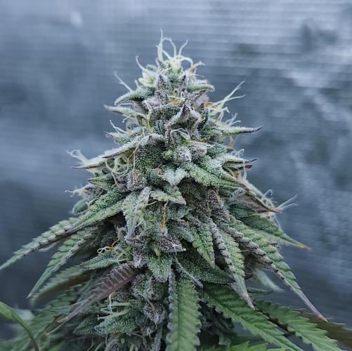 Butterbean Birdseed - Fast Flowering LSO. Week 16 - Faster Master (Day 111)
