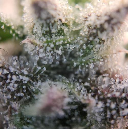 Butterbean Birdseed - Fast Flowering LSO. Week 16 - Faster Master (Day 111)