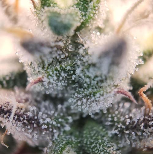 Butterbean Birdseed - Fast Flowering LSO. Week 16 - Faster Master (Day 111)